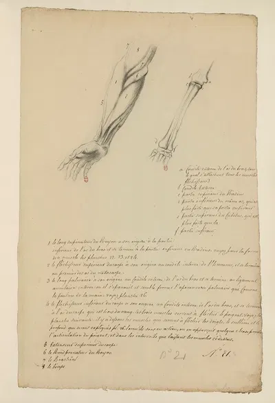 Cahiers d'Anatomie Pl.20 by Charles Monnet — digital art print download