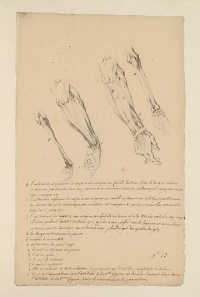 Cahiers d'Anatomie Pl.22 by Charles Monnet — digital art print download