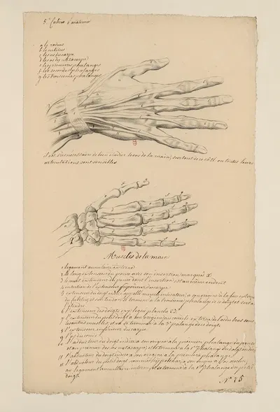 Cahiers d'Anatomie Pl.25 by Charles Monnet — digital art print download