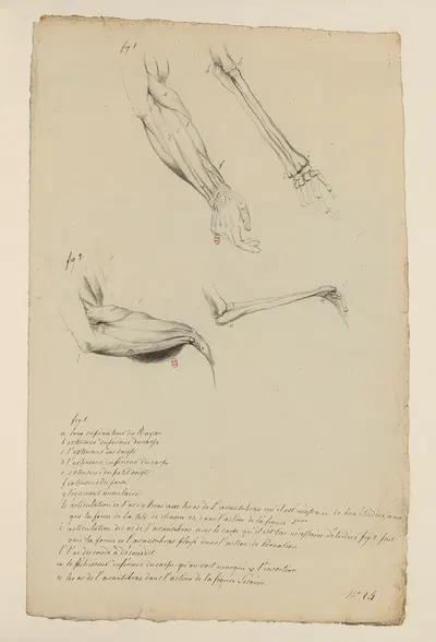 Cahiers d'Anatomie Pl.26 by Charles Monnet — digital art print download