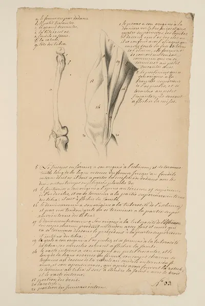 Cahiers d'Anatomie Pl.31 by Charles Monnet — digital art print download