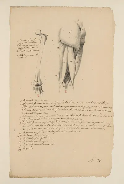 Cahiers d'Anatomie Pl.32 by Charles Monnet — digital art print download