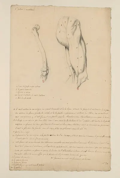 Cahiers d'Anatomie Pl.33 by Charles Monnet — digital art print download