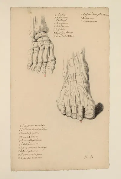 Cahiers d'Anatomie Pl.37 by Charles Monnet — digital art print download