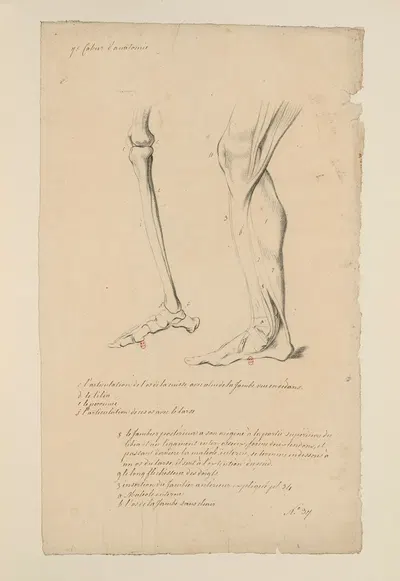 Cahiers d'Anatomie Pl.40 by Charles Monnet — digital art print download