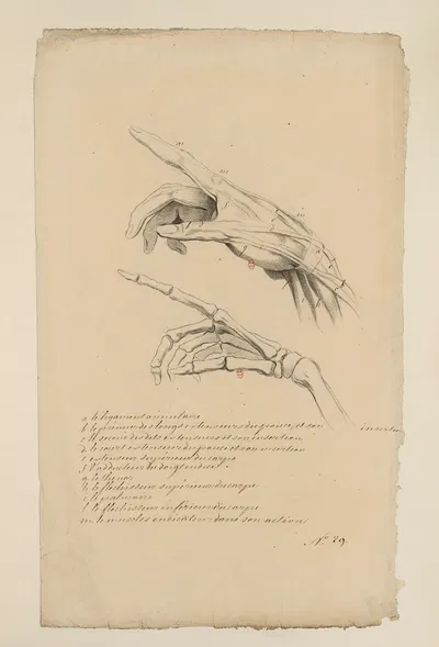 Cahiers d'Anatomie Pl.41 by Charles Monnet — digital art print download