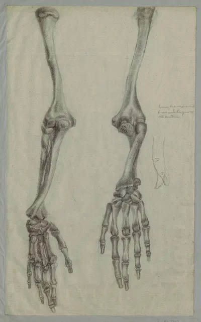 Studium szkieletu rąk, rysunek szkolny by Игнацы Ясиньский, 1858 - 1876 — digital art print download
