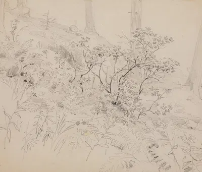 Study of foliage in a wood by Поль Юэ — digital art print download