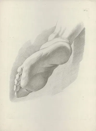 Study of a foot by J. F Cazenave — digital art print download