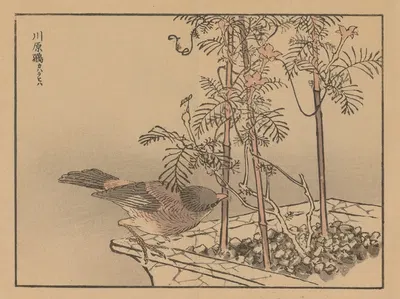 Bairei gafu, Pl.30 by Коно Байрей, 1905 — digital art print download