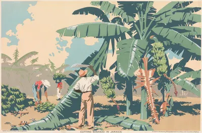 Резка бананов на Ямайке by Фрэнк Ньюболд, 1930 — digital art print download