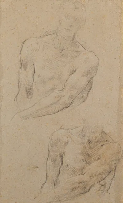 Studies of a Male Torso by Baldassare Franceschini — digital art print download