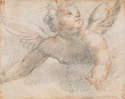 Putto by Cristoforo Roncalli — digital art print download