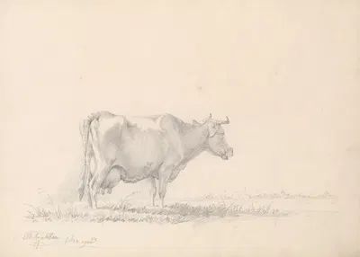 Cow by Южен Жозеф Вербокховен — digital art print download