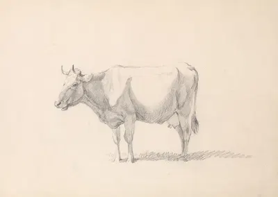 Cow by Южен Жозеф Вербокховен — digital art print download