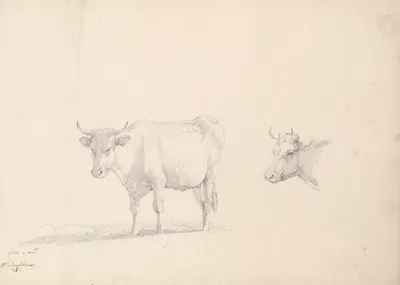 Cow by Южен Жозеф Вербокховен — digital art print download