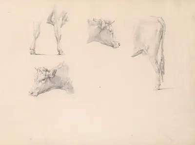 Cow's head and legs by Южен Жозеф Вербокховен — digital art print download