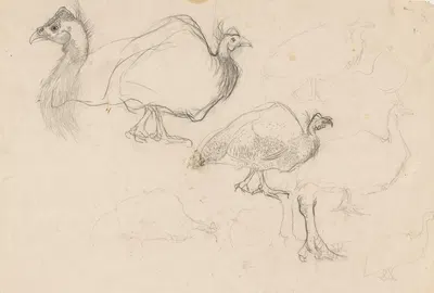 Schetsen van een parelhoen by Ян Манкес, 1900-1920 — digital art print download