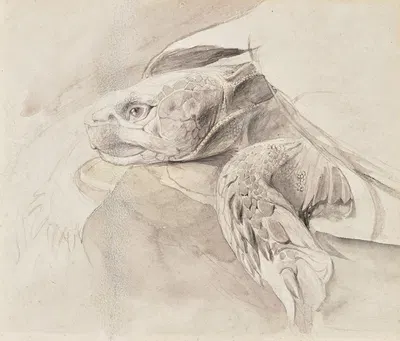 Study of a tortoise by Джон Рескин — digital art print download
