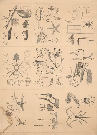 Animal drawings by Paul Flanderky — digital art print download