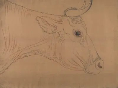 Bull's head by Paul Voituron — digital art print download