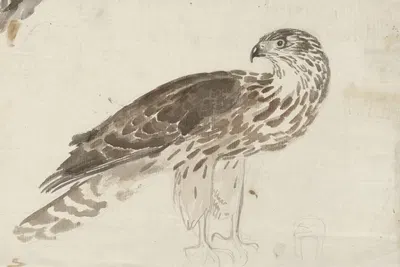 Bird of prey by Вальдемар Андерсен, 1895-1928 — digital art print download