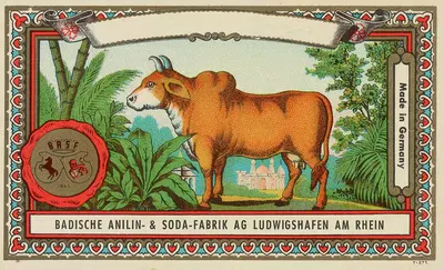 Этикетка красителя Badische Anilin & Soda-Fabrik с коровой by Баденская анилиновая и содовая фабрика — digital art print…