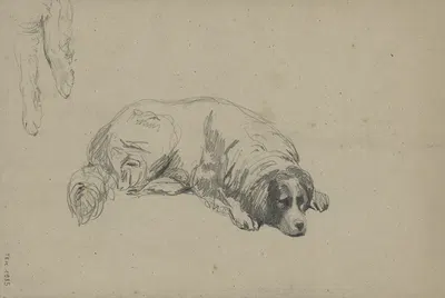 Study of a dog by Ксавье де Кок — digital art print download