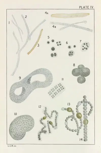 Plate IV: Schizophyceæ by George Chandler Whipple, 1914 — digital art print download