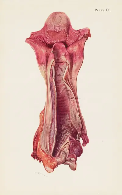 Plate IX. Ulceration of trachea by mustard gas by A. Kirkpatrick Maxwell, 1918 — digital art print download