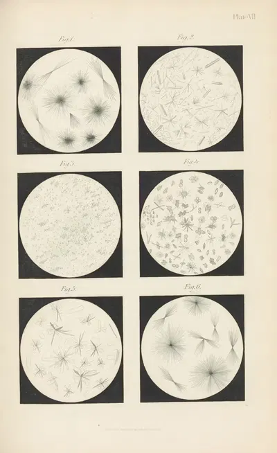 Micro-Chemistry of Poisons Pl.07 by Theodore George Wormley, 1885 — digital art print download