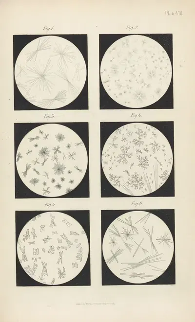 Micro-Chemistry of Poisons Pl.08 by Theodore George Wormley, 1885 — digital art print download
