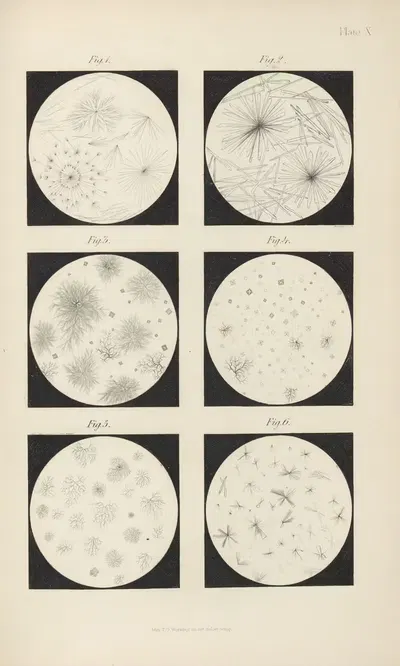 Micro-Chemistry of Poisons Pl.10 by Theodore George Wormley, 1885 — digital art print download