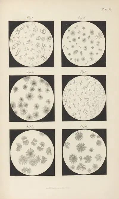 Micro-Chemistry of Poisons Pl.11 by Theodore George Wormley, 1885 — digital art print download