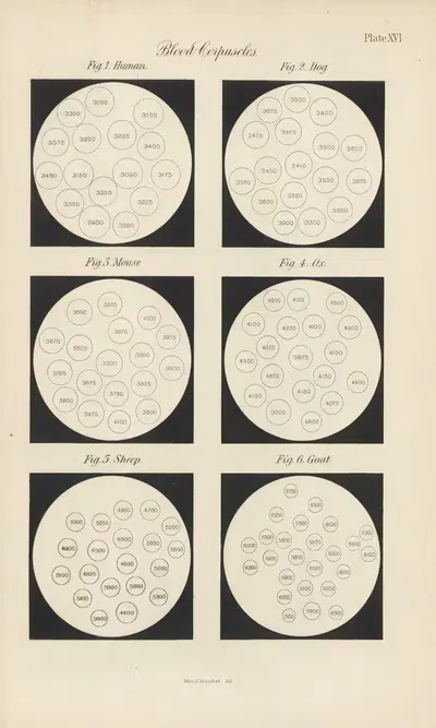 Micro-Chemistry of Poisons Pl.16 by Theodore George Wormley, 1885 — digital art print download