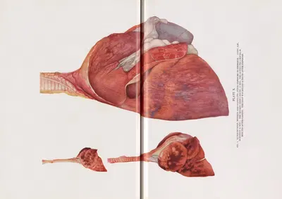 Plate X (Fig. 1): Lungs of goat, monkey, and guinea pig after exposure to phosgene. by Milton C. Winternitz, 1920 — digital…