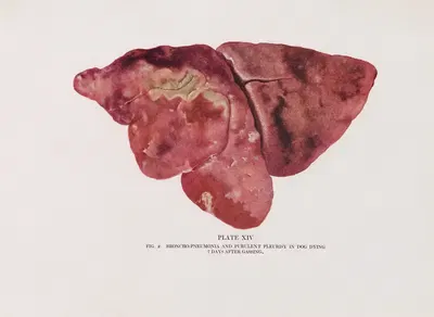Plate XIV (Fig. 2): Broncho-pneumonia and purulent pleurisy in dog dying 7 days after gassing. by Milton C. Winternitz,…