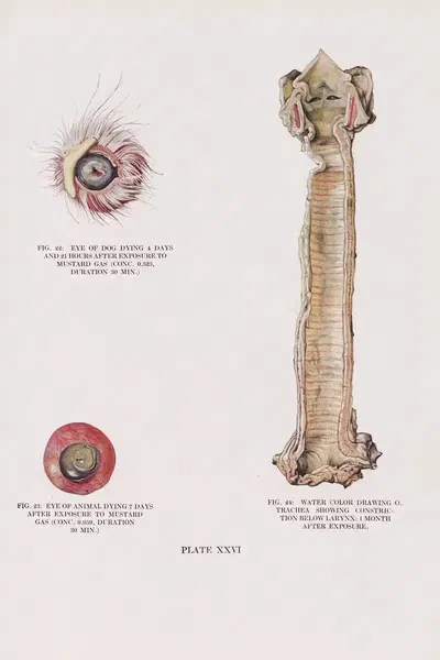 Plate XXVI (Fig. 22): Eye of dog dying 4 days and 21 hours after exposure to mustard gas. (Fig. 23) Eye of animal dying 7…