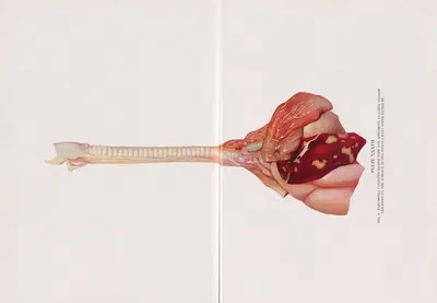 Plate XXXVII (Fig. 6): Pneumonia confined to one lobe and appearing as large yellow abscesses on the surface in dog dying 5…