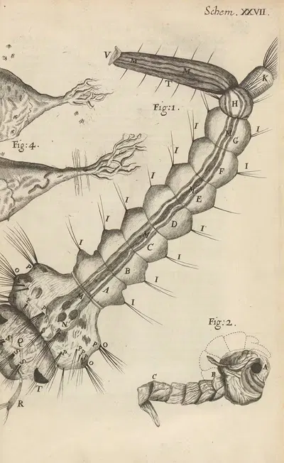 Microscopic view of a water-insect or gnat by Robert Hooke, 1665 — digital art print download