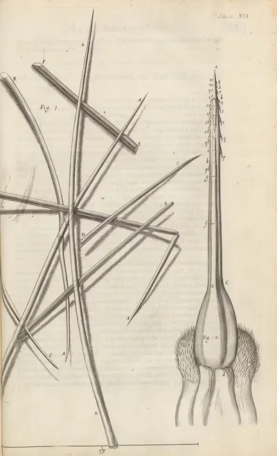 Микроскопический вид нескольких видов волос и жала пчелы by Роберт Хук, 1665 — digital art print download