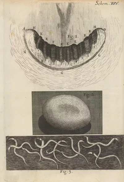 Микроскопический вид зубов улитки и яйца шелкопряда by Роберт Хук, 1665 — digital art print download