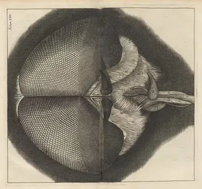 Microscopic view of the eyes and head of a drone-fly by Robert Hooke, 1665 — digital art print download