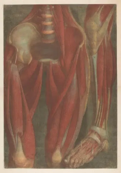 Анатомические модели мышц таза и ноги by Жак Фабиен Готье д'Аготи, 1745 - 1746 — digital art print download