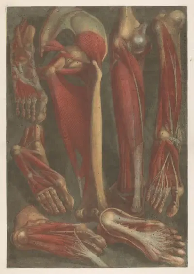 Анатомические модели мышц голени и стоп by Жак Фабиен Готье д'Аготи, 1745 - 1746 — digital art print download
