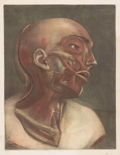 Мужская голова с видимыми мышцами by Жак Фабиен Готье д'Аготи, 1745 - 1746 — digital art print download