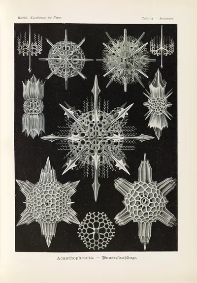 Acanthophracta. – Wunderstrahlinge by Эрнст Геккель, 1904 — digital art print download