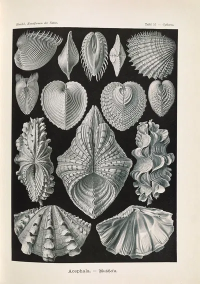 Acephala. – Muscheln by Эрнст Геккель, 1904 — digital art print download