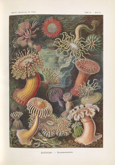 Actiniae. – Seeanemonen by Эрнст Геккель, 1904 — digital art print download