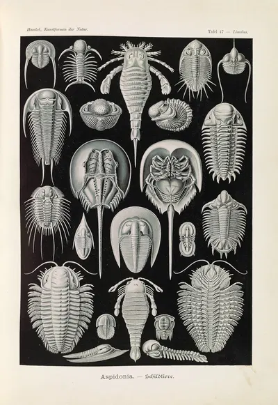 Aspidonia. – Schildtiere by Эрнст Геккель, 1904 — digital art print download